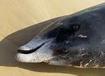 Image result for Stranding Whales