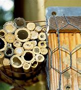 Image result for What Does a Carpenter Bee Nest Look Like