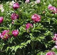 Image result for Paeonia itoh Pink Ardour