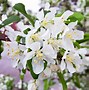 Image result for Ornamental Crab Apple Tree