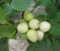 Image result for Geiger Tree Fruit