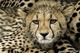 Image result for Cheetah Spots in Hair