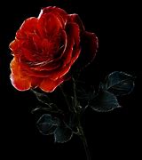 Image result for Rose Flower Art