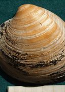 Image result for Oldest Ocean Quahog