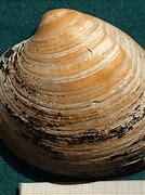 Image result for What Year Was Ocean Quahog