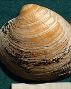 Image result for Quahog Clam