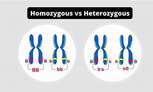 Image result for Heterozygous vs Homozygous FH