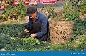 Image result for China Elderly