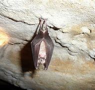 Image result for Desert Bat