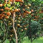 Image result for Vietnamese Fruit Trees