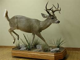 Image result for Coues Deer Mounts