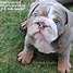 Image result for Dogs with Blue Eyes