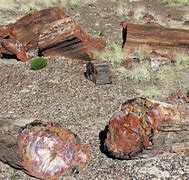 Image result for Petrified Human Remains