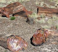 Image result for Petrified Human Remains