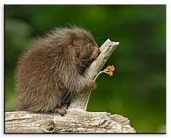 Image result for Cute Porcupine