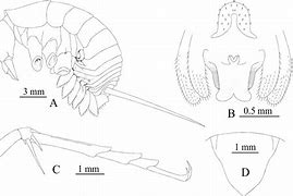 Image result for Cave Cricket