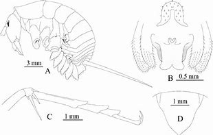 Image result for Cave Cricket