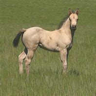 Image result for Buckskin Appaloosa Horse