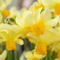 Image result for Narcissus Eaton Song