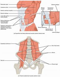 Image result for Plank Muscle Groups