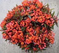 Image result for Euphorbia griffithii Beauty Orange