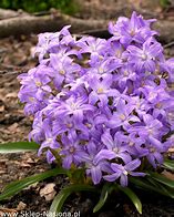 Chionodoxa luciliae Violet Beauty に対する画像結果