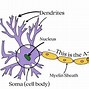 Image result for Diagram of the Brain and Neurons