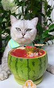 Image result for Just Food Cats