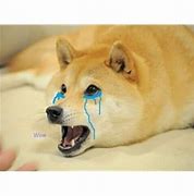 Image result for Crying Doggo Meme
