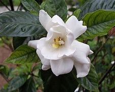 Image result for gardenia