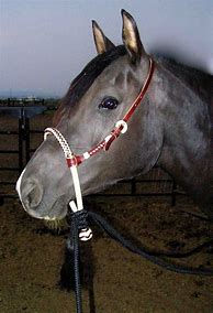 Image result for How to Bridle a Western Horse