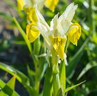 Iris bucharica に対する画像結果