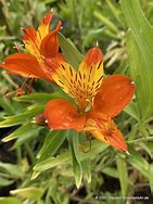 Image result for Alstroemeria aurea Orange King