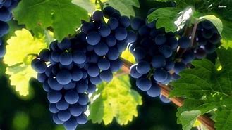 Image result for Aesthetic Vines Wallpaper