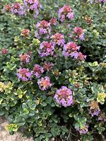 Image result for Thymus Doone Valley