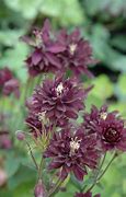 Image result for Aquilegia vulgaris Clementine Purple