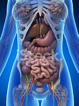 Image result for Human Intestines Diagram Female