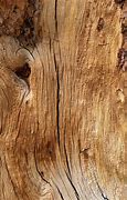 Image result for Dark Brown Wood Trees