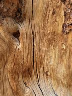 Image result for Tree Wood Grain Texture