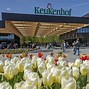 Image result for Amsterdam Tulip Tour