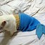 Image result for Cat Pun Costume