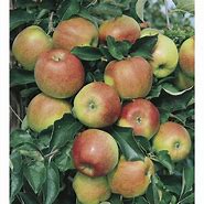 Image result for Semi-Dwarf Honeycrisp Apple Tree