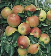 Image result for Full-Grown Semi-Dwarf Apple Tree