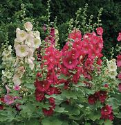 Image result for Alcea rosea old fashioned mix