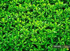 Image result for Hedge Wallpaper