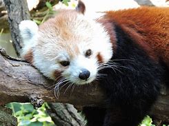 Image result for Giant panda Le Le