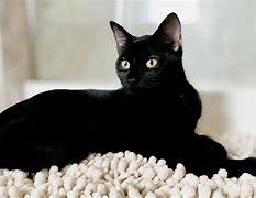 Image result for Black Cat Animal
