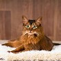Image result for Long Hair Cat