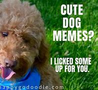 Image result for Really Cute Dog Memes