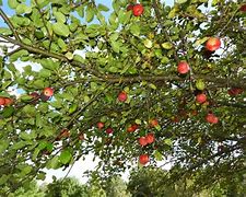 Image result for New York Apple Trees